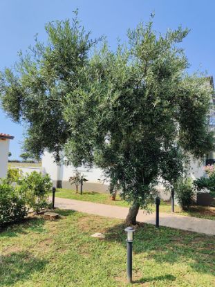 Picture of Apartament Zia MT